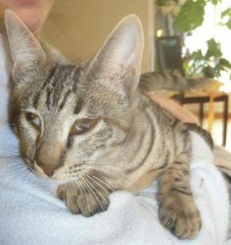 Circe Bild von Clea