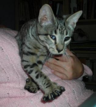 Circe Bild von Clea