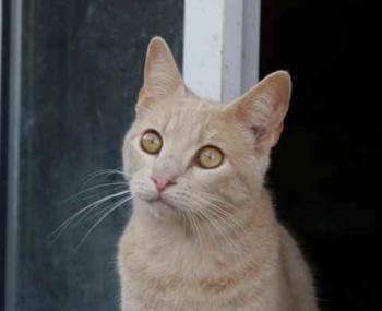 Akim Bild von Akim