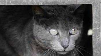 Bild von Romy