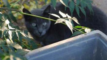 Bild von Romy