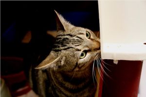 Bild von Angus