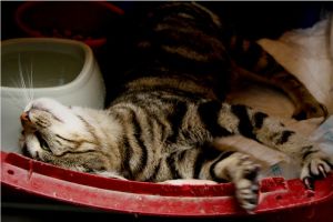 Bild von Angus