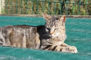 Bild von Angus
