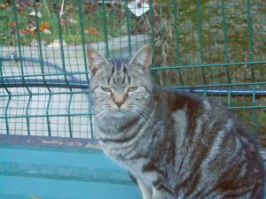 Bild von Angus