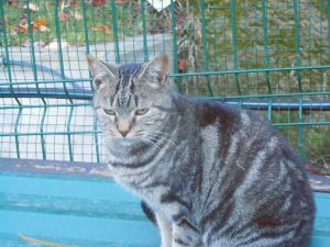 Bild von Angus