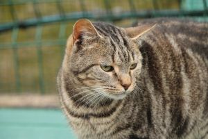 Bild von Angus