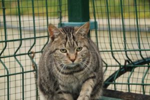 Bild von Angus