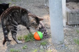 Bild von Angus