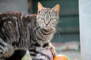 Bild von Angus