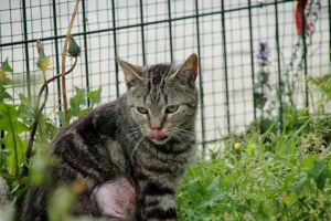 Bild von Angus