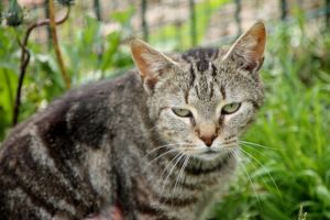 Bild von Angus