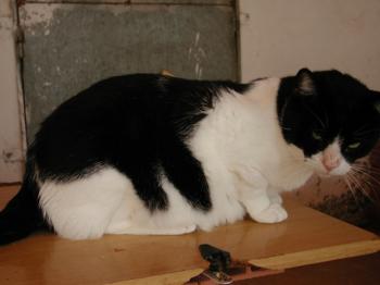 Azrael Bild von Azrael
