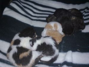 Cucu Bild von Cucu