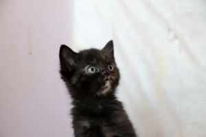 Cucu Bild von Cucu