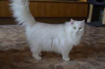 Fluffy Bild von Fluffy