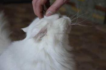 Fluffy Bild von Fluffy