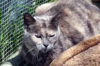 Grey Bild von Grey
