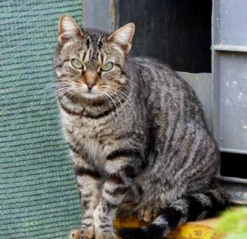 Tigger Bild von Tigger