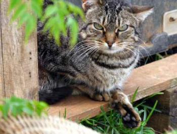 Tigger Bild von Tigger
