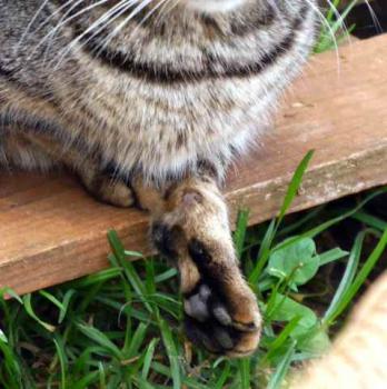 Tigger Bild von Tigger