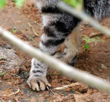 Tigger Bild von Tigger