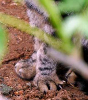 Tigger Bild von Tigger