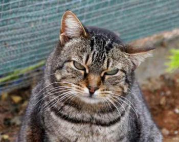 Tigger Bild von Tigger