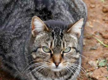 Tigger Bild von Tigger