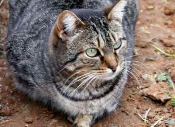Tigger Bild von Tigger
