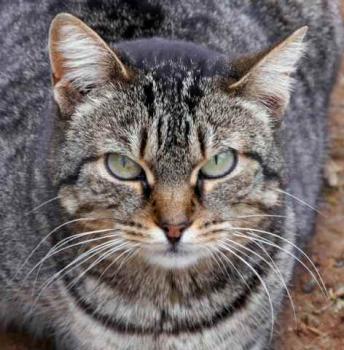 Tigger Bild von Tigger