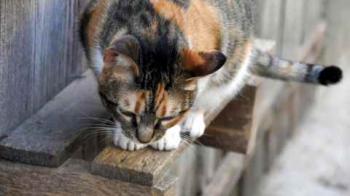 Marie Bild von Marie