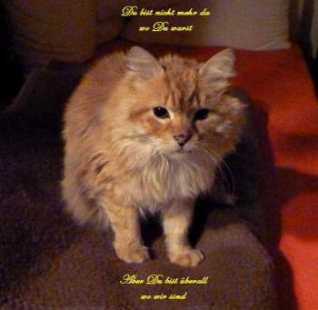Micho Bild von Micho