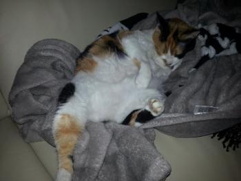 Michus Bild von Michus