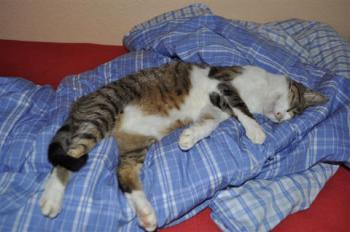 Bild von Mico