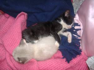 Knox Bild von Knox