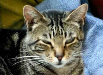 Rafi Bild von Rafi