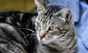 Rafi Bild von Rafi