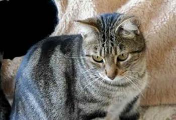 Rifi Bild von Rifi