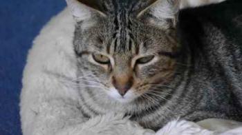 Rifi Bild von Rifi