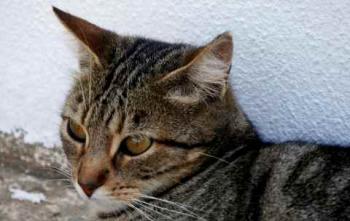 Rifi Bild von Rifi