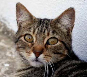 Rifi Bild von Rifi