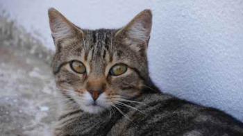 Rifi Bild von Rifi