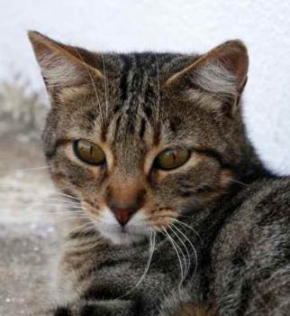 Rifi Bild von Rifi