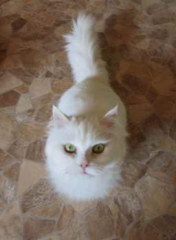 Fluffy Bild von Fluffy