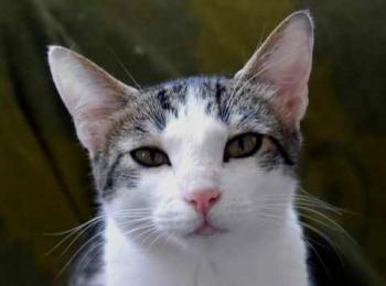 Pequita Bild von Pequita