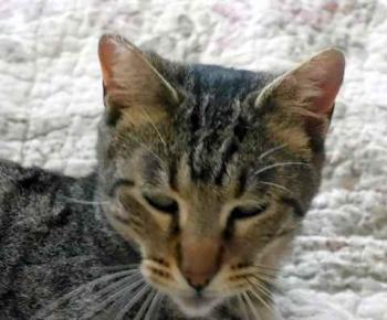 Joschi Bild von Joschi