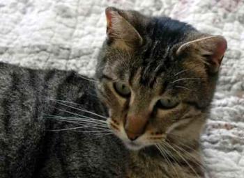 Joschi Bild von Joschi