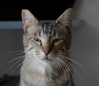 Joschi Bild von Joschi