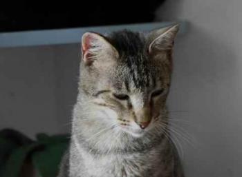 Joschi Bild von Joschi